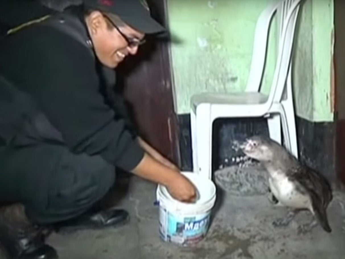 A police officer feeds Pingui fish shortly after his capture