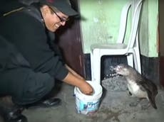 Police officers pick up a lost penguin on the streets of Peru