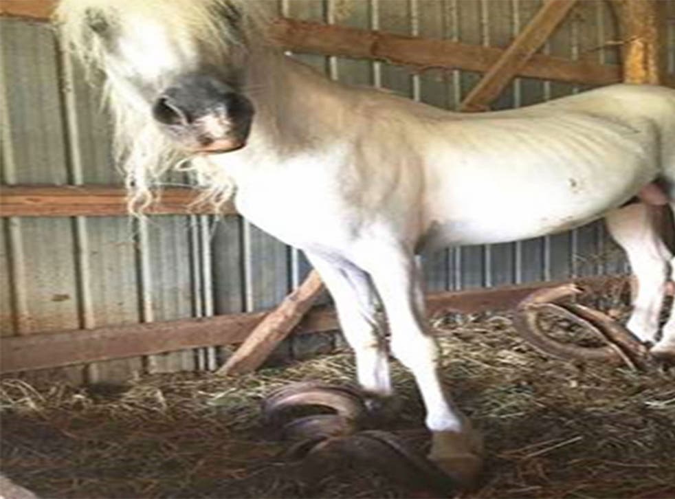 A horse found in Maryland with 3ft hooves