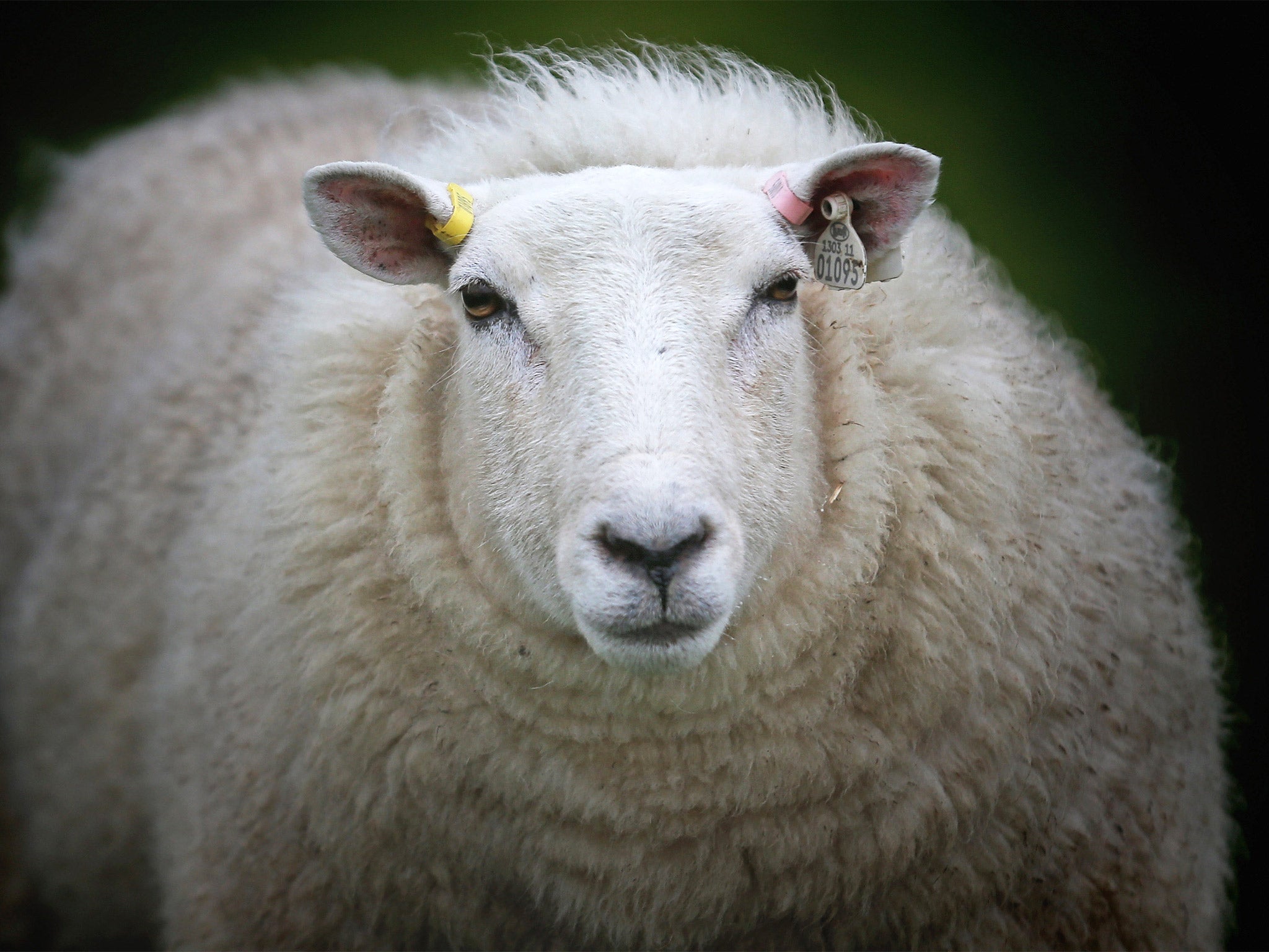 Counting sheep: ‘The Shepherd’s Guide’ shows how to identify specific flocks by their – sometimes intricate – markings and notches