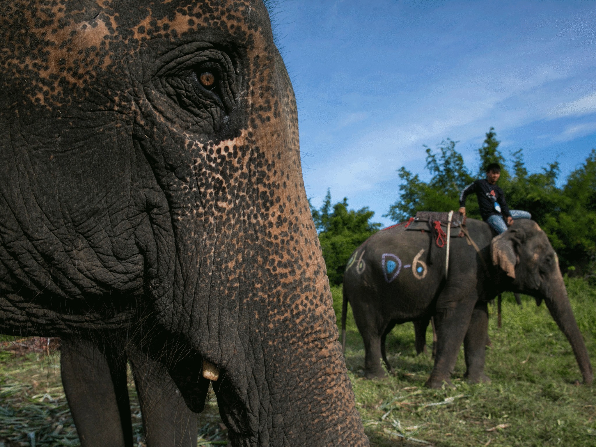 Elephant rides are a popular tourist attraction in Thailand