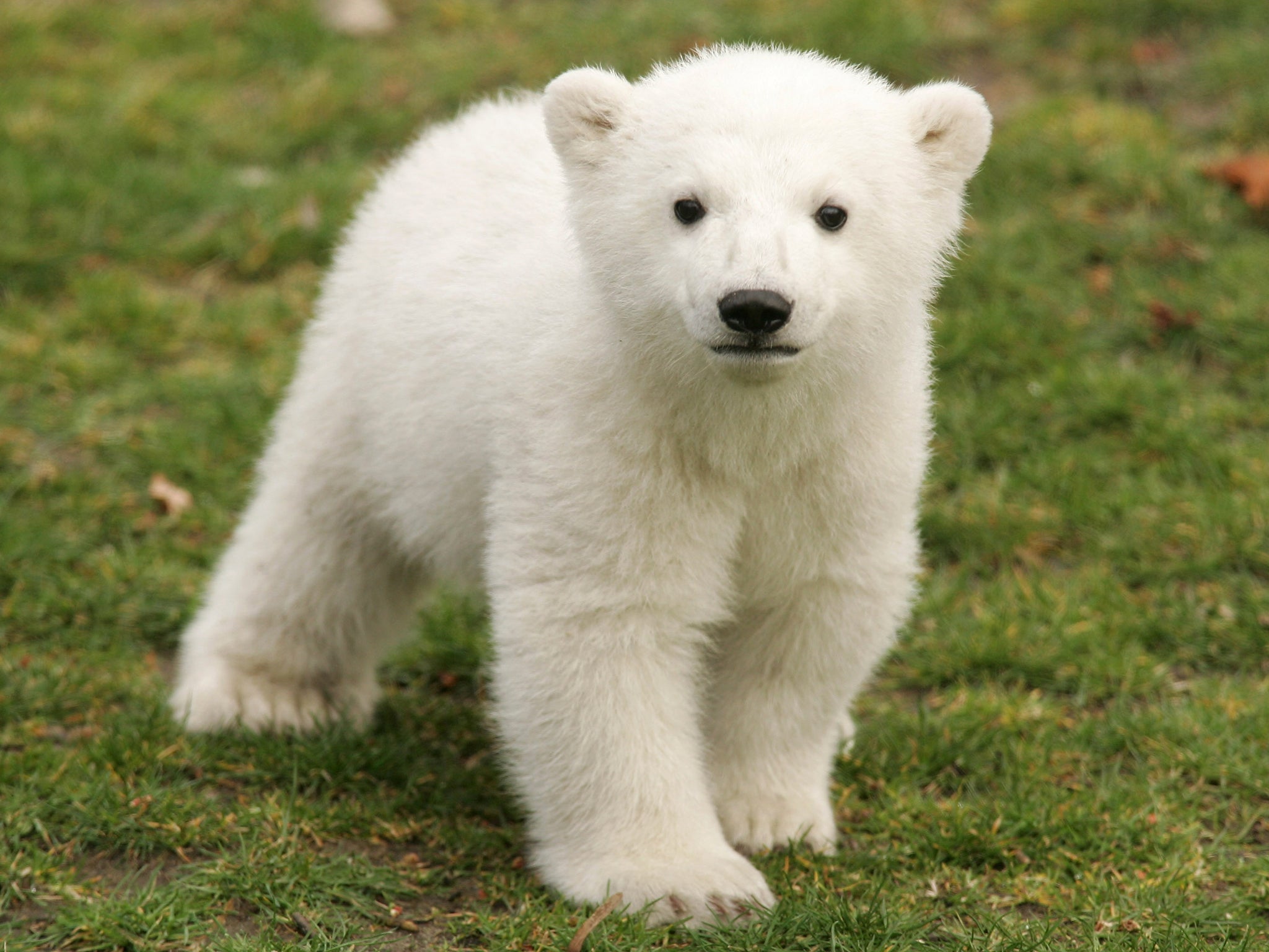 Knut's first appearances saw attendances at the zoo soar (Getty)