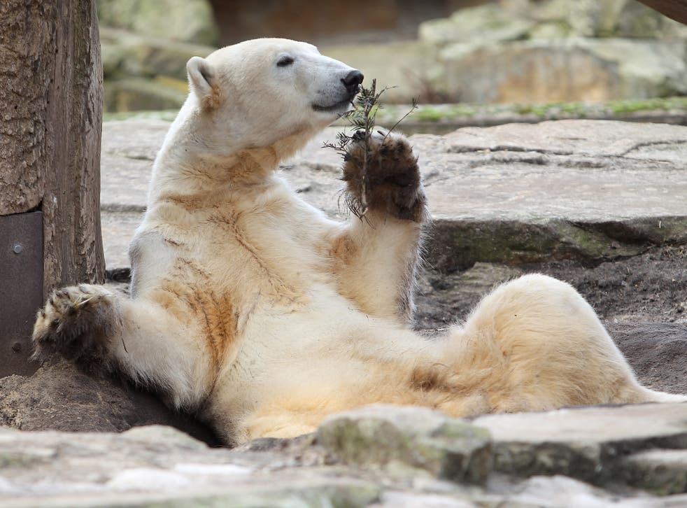 Knut the polar bear, who drowned in 2011 in his outdoor enclosure