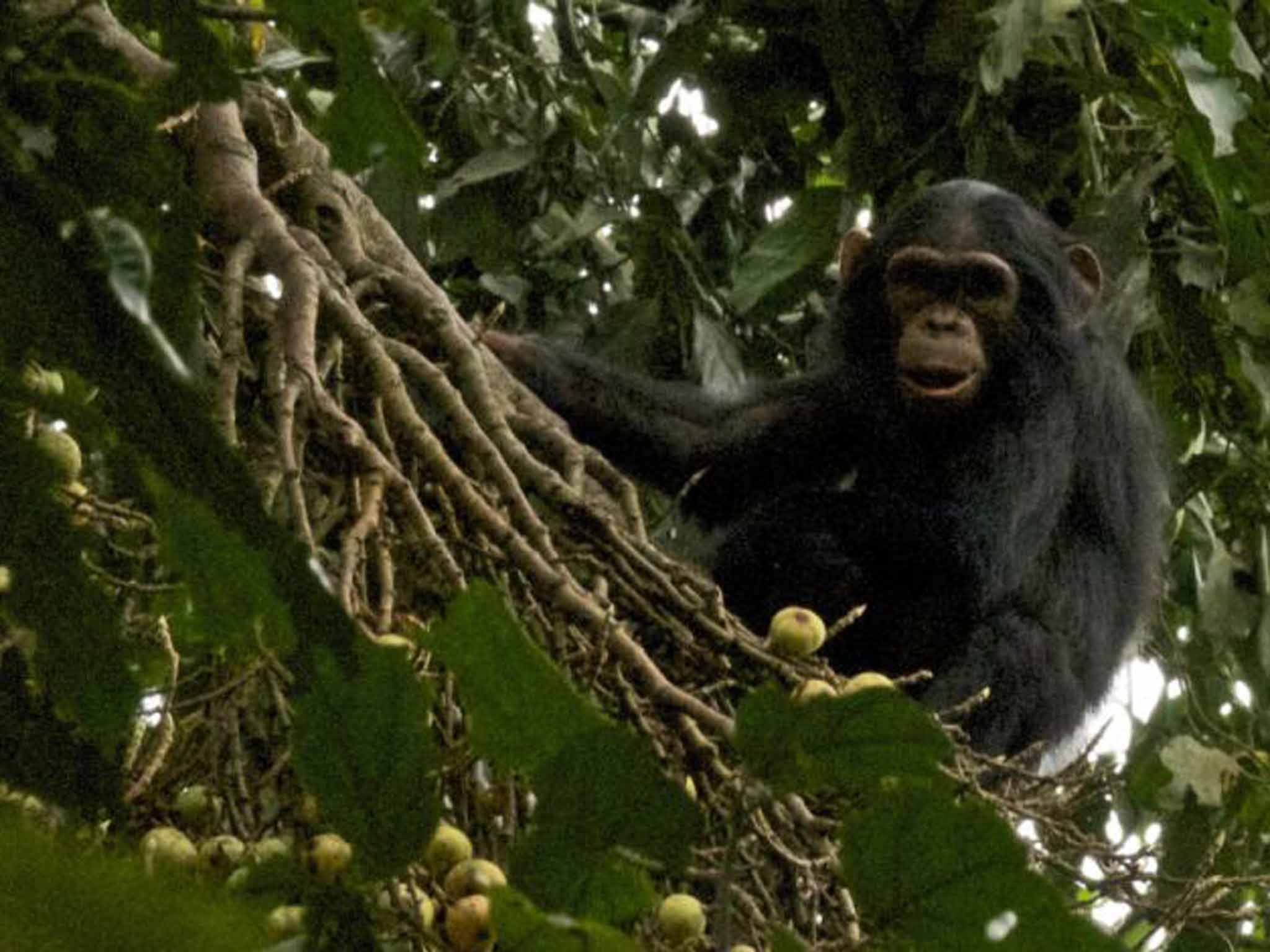 Chimpanzees are the closest modern species to humans