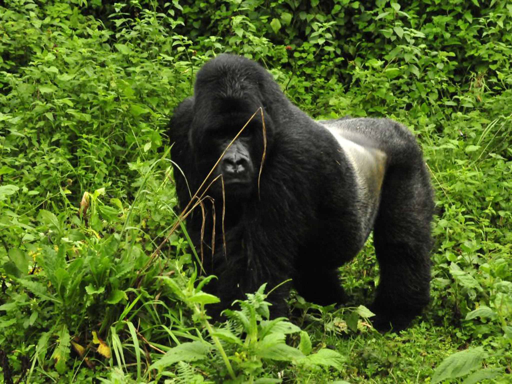 Primate instinct: a gorilla