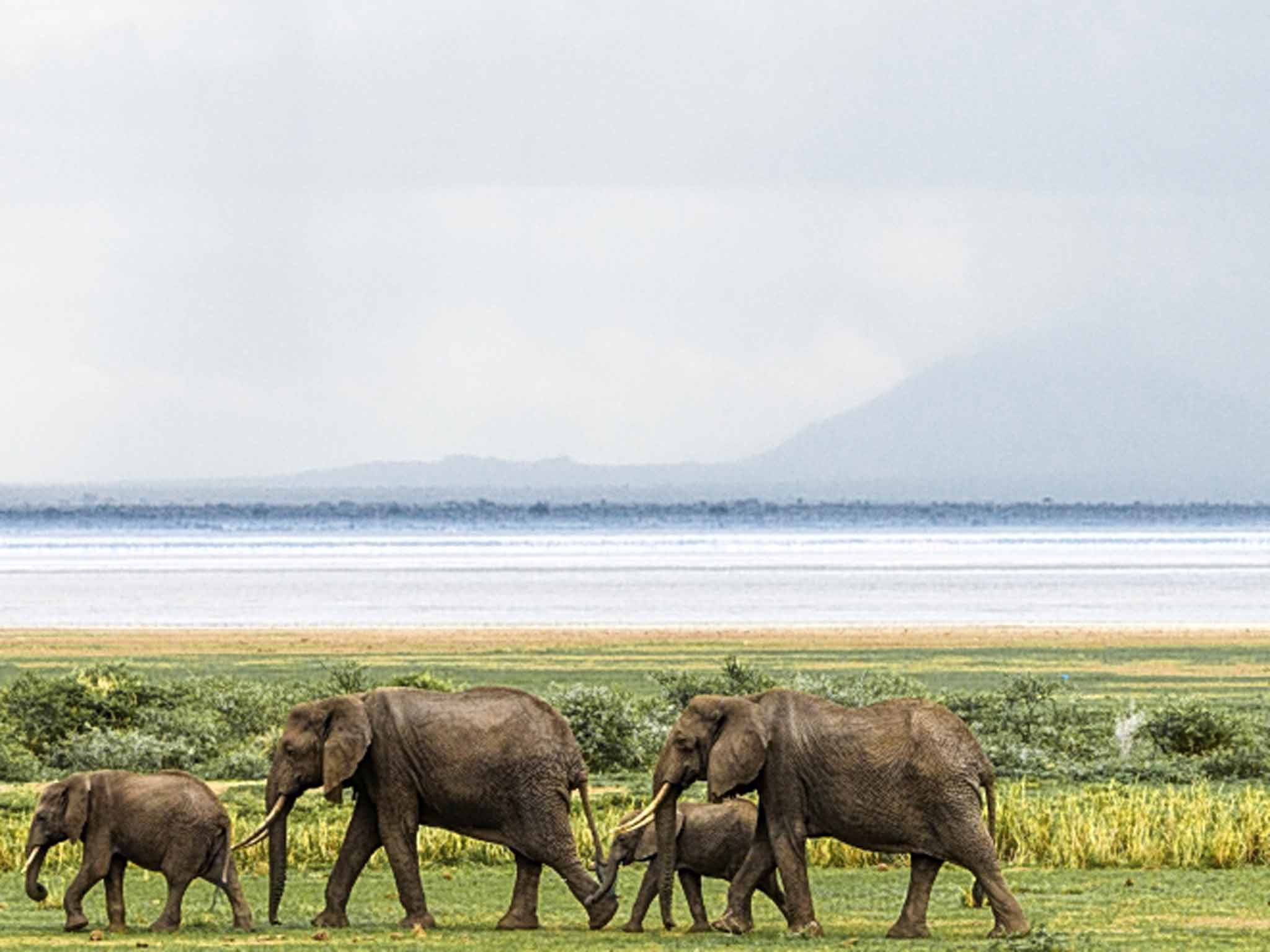 Herd times: elephants in Lake Manyara Park in Tanzania