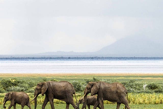 Herd times: elephants in Lake Manyara Park in Tanzania