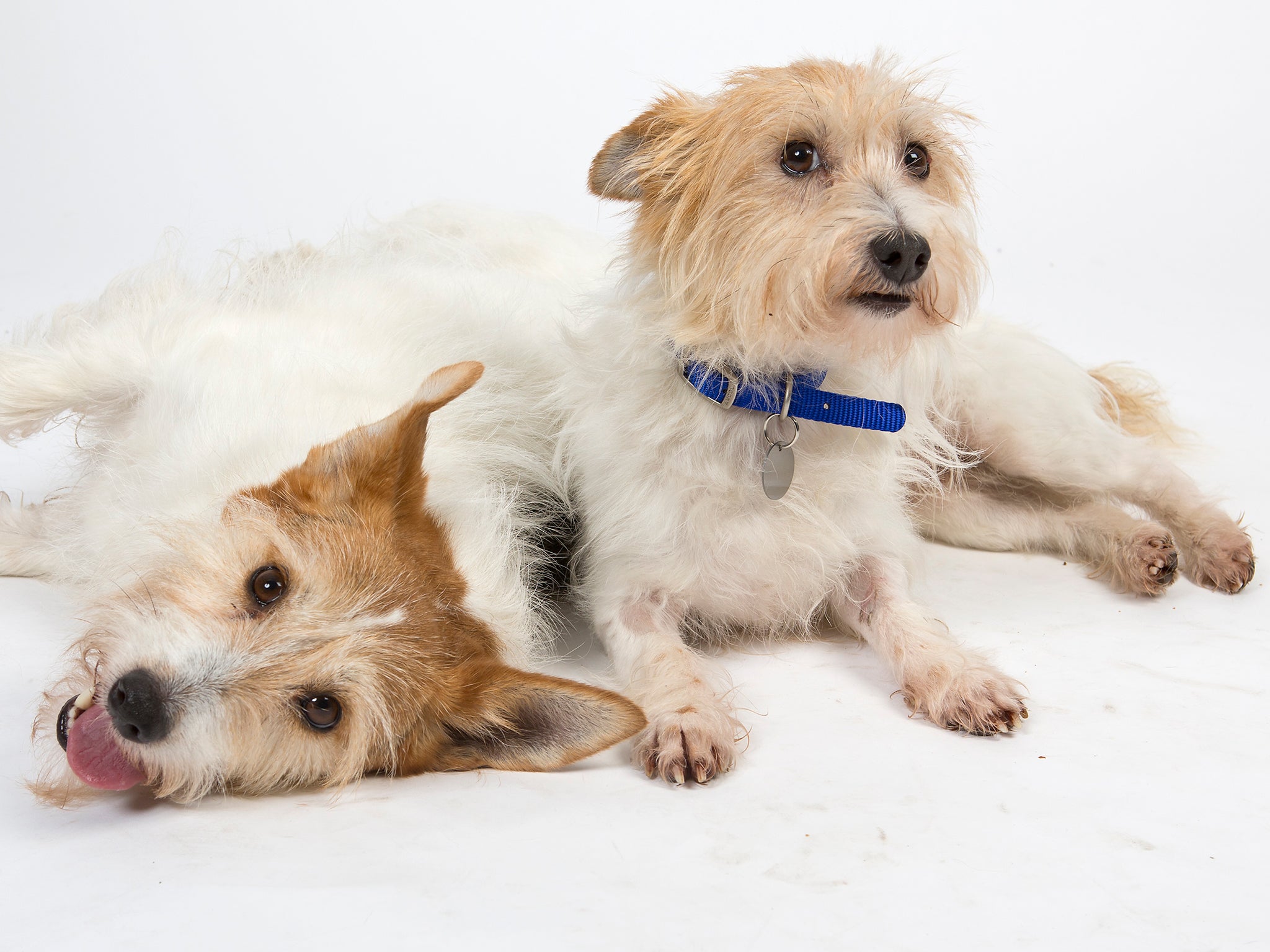Nine-year-old Jack Russell terrier siblings Cherry and Chumley