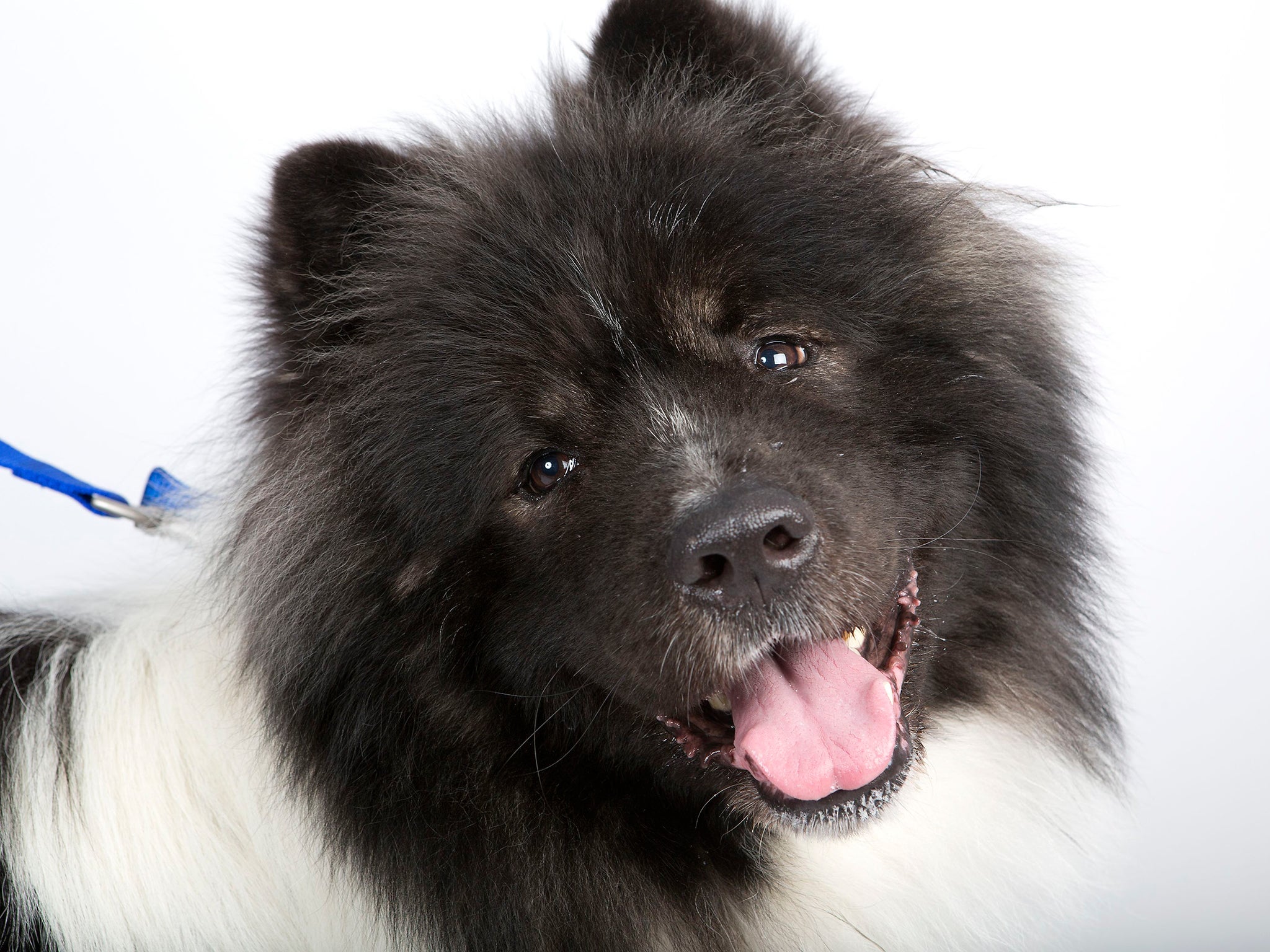 The four-year-old Akita-cross Prince