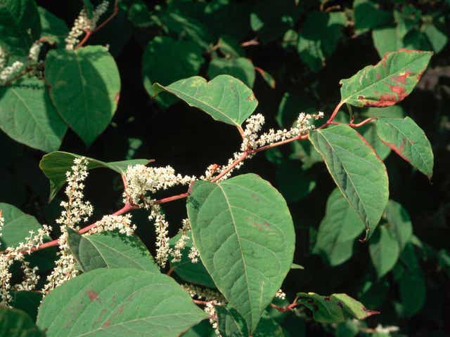 It is illegal to chop down Japanese knotweed