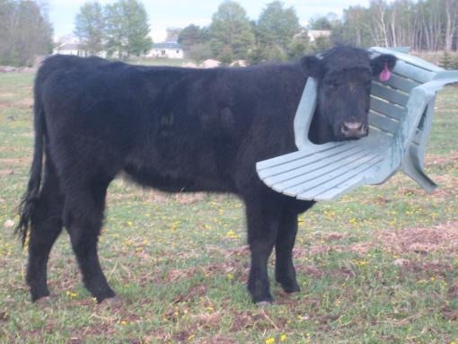 A cow who got its head stuck in a chair near Boughton