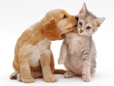 Read more

A pet is for life: so which is best for you?