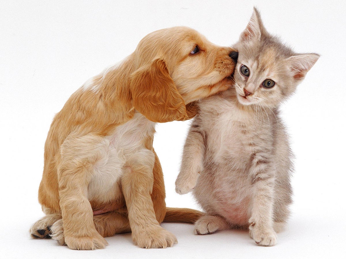 A pet is for life: so which is best for you? | The Independent | The  Independent