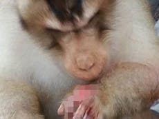 Firecracker blows off monkey's finger