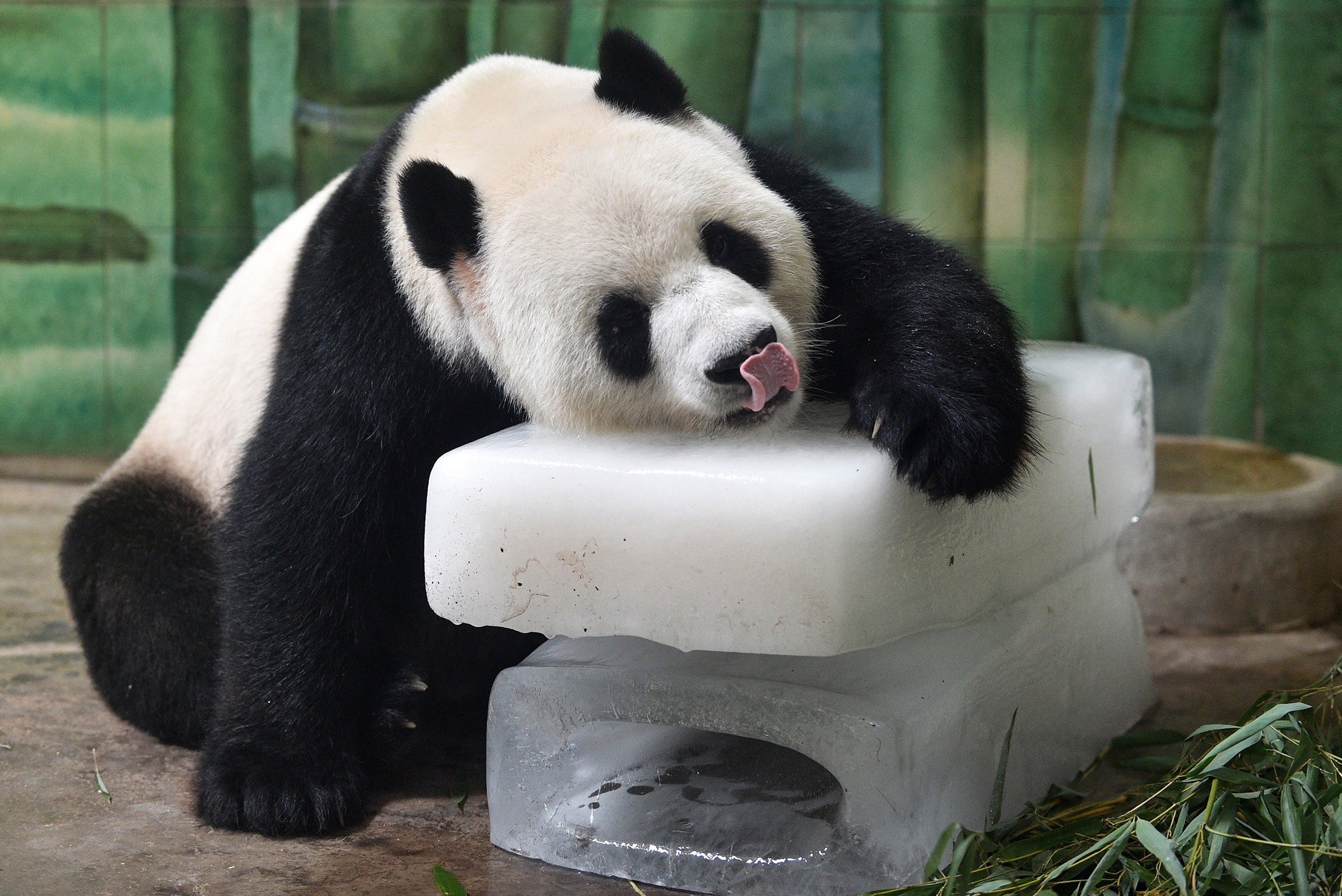 A giant panda puts itself on a huge ice cube to cool off during the heat wave in Wuhan, China