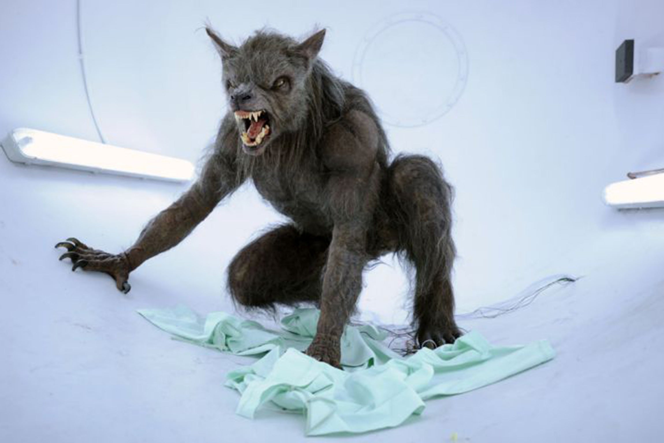 Werewolf conference will see academics shine a light on folkloric  shapeshifters | The Independent | The Independent
