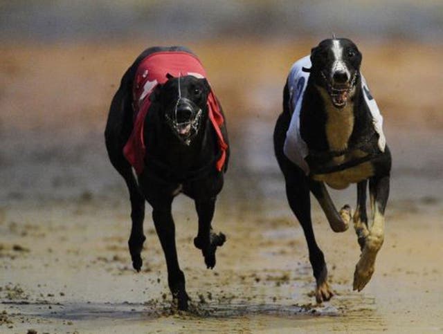Get out of the traps for a discount on the dogs at Wimbledon