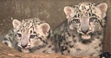 Endangered: Snow leopards cub born in Chicago zoo