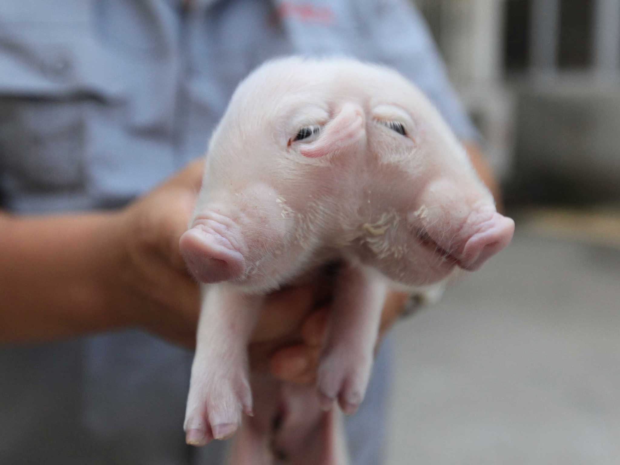 The piglet was discovered outside a temple