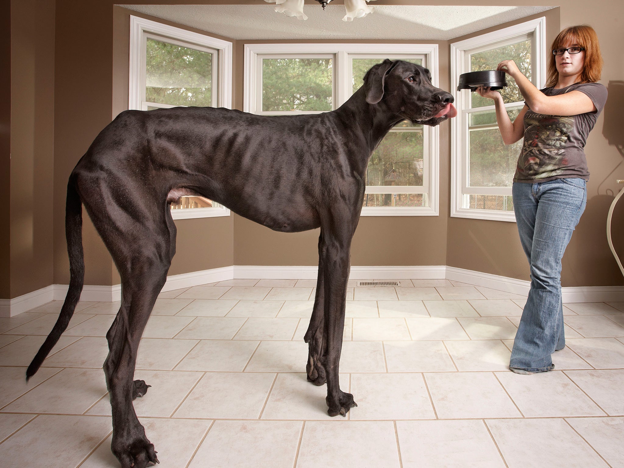 Zeus the Great Dane, currently the tallest male dog, and also the tallest dog ever