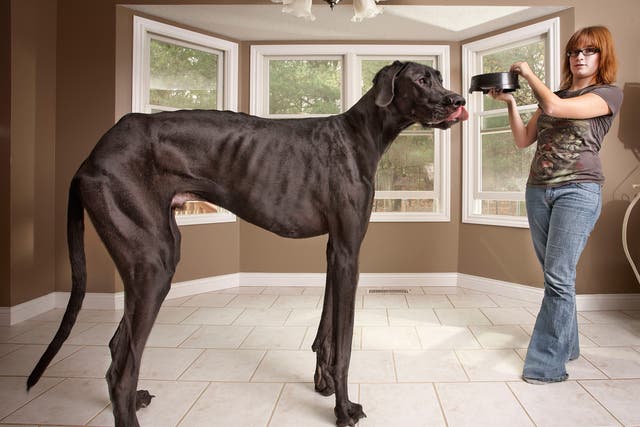 Zeus the Great Dane, currently the tallest male dog, and also the tallest dog ever