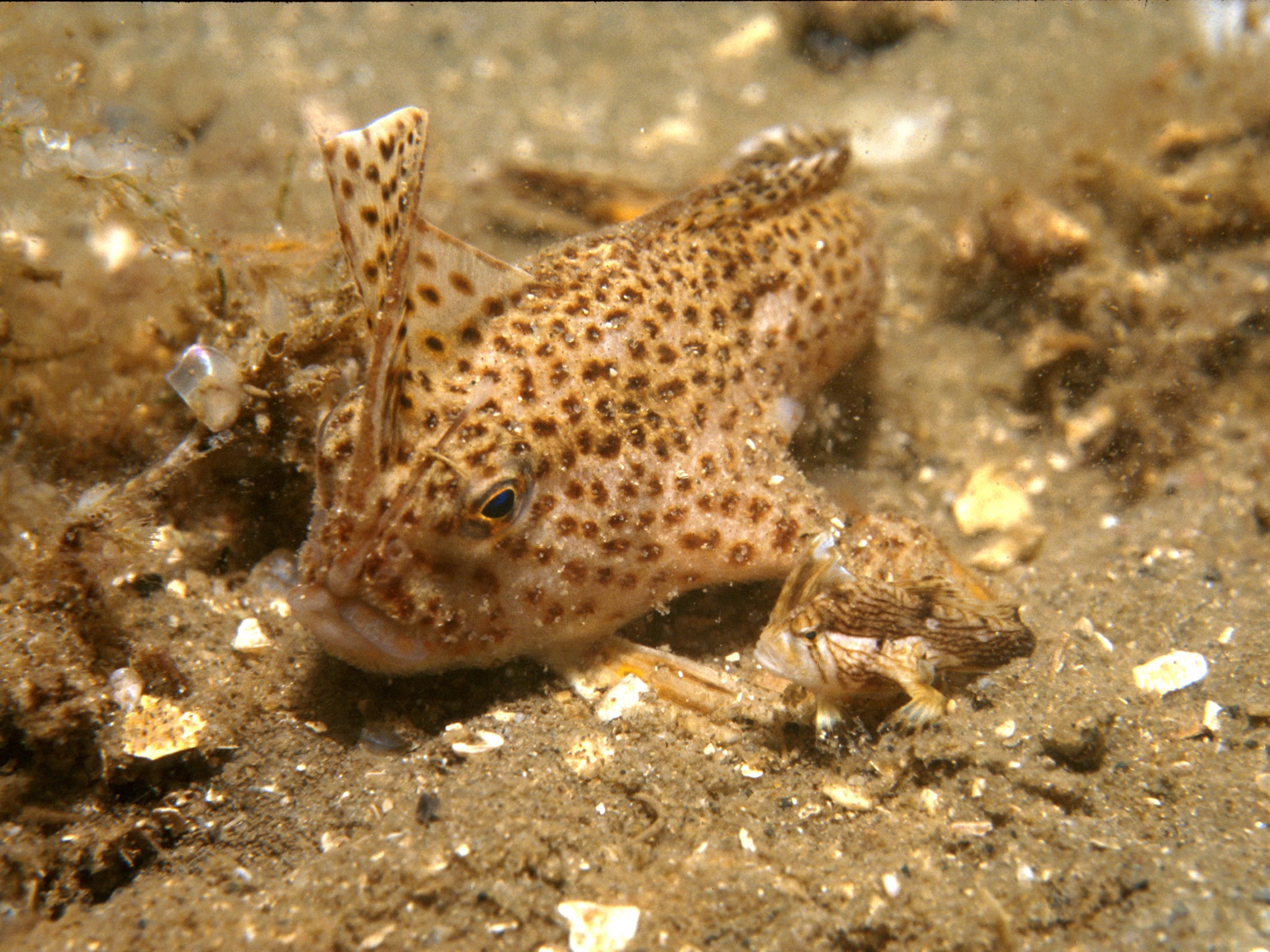Adult and juvenile spotted handfish
