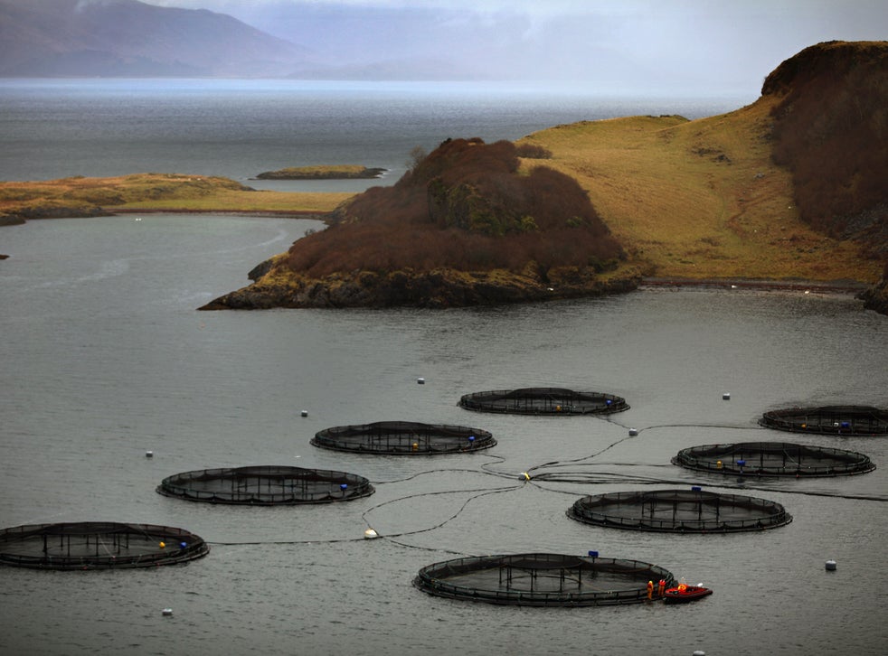 Salmon farming: Calls for boycott of Scottish producers 'dripping with ...