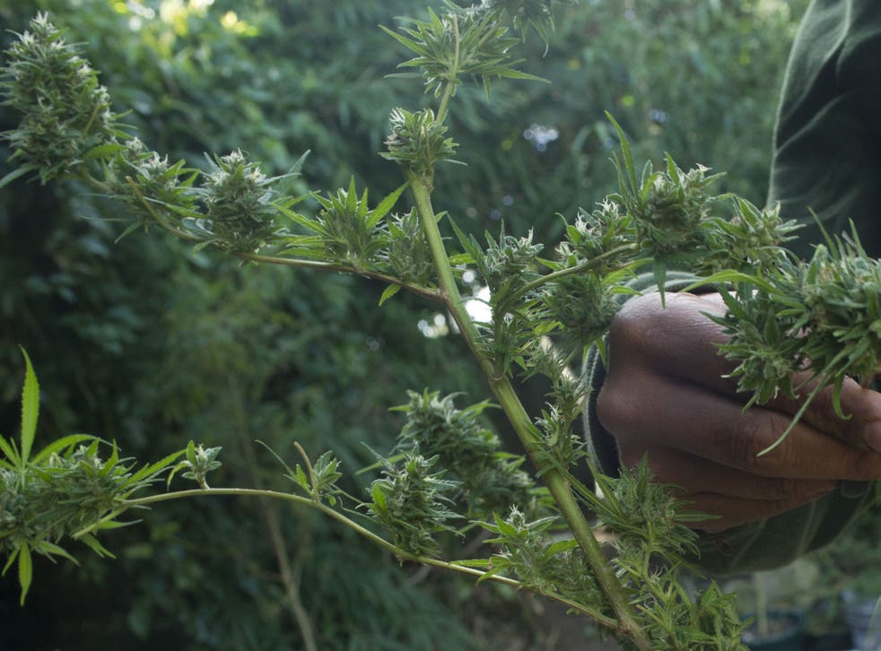 A man cuts flowers of a cannabis plant at his house back yard in Montevideo on April 25, 2014