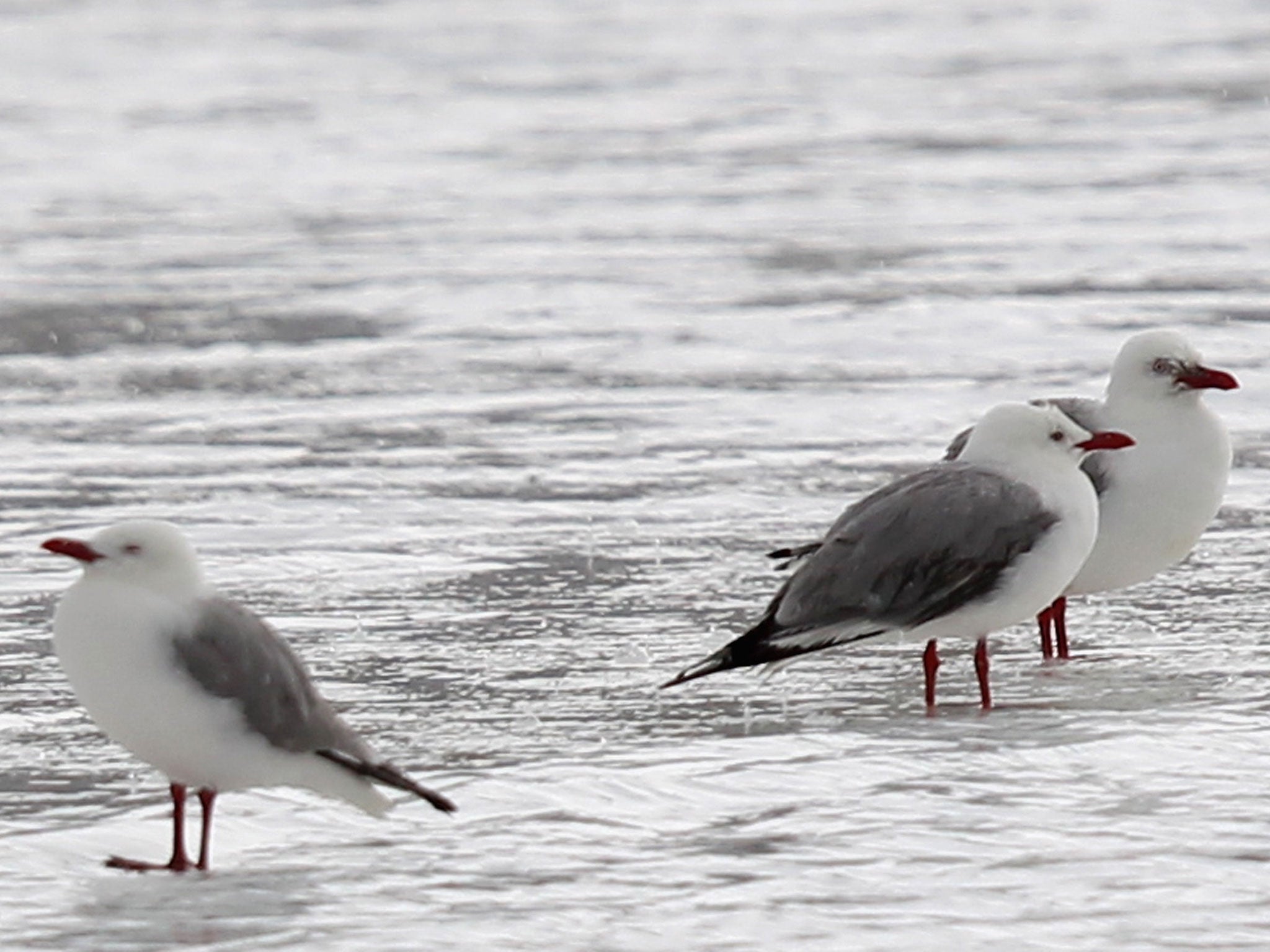 Almost every seabird will have eaten some kind of plastic object by the middle of this century, a systematic survey of marine pollution has found