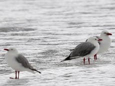 Ocean pollution means 'almost every seabird' will eat plastic by 2050