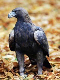 England's only golden eagle: Why is the RSPB not acting to find a mate for this lonely bird?