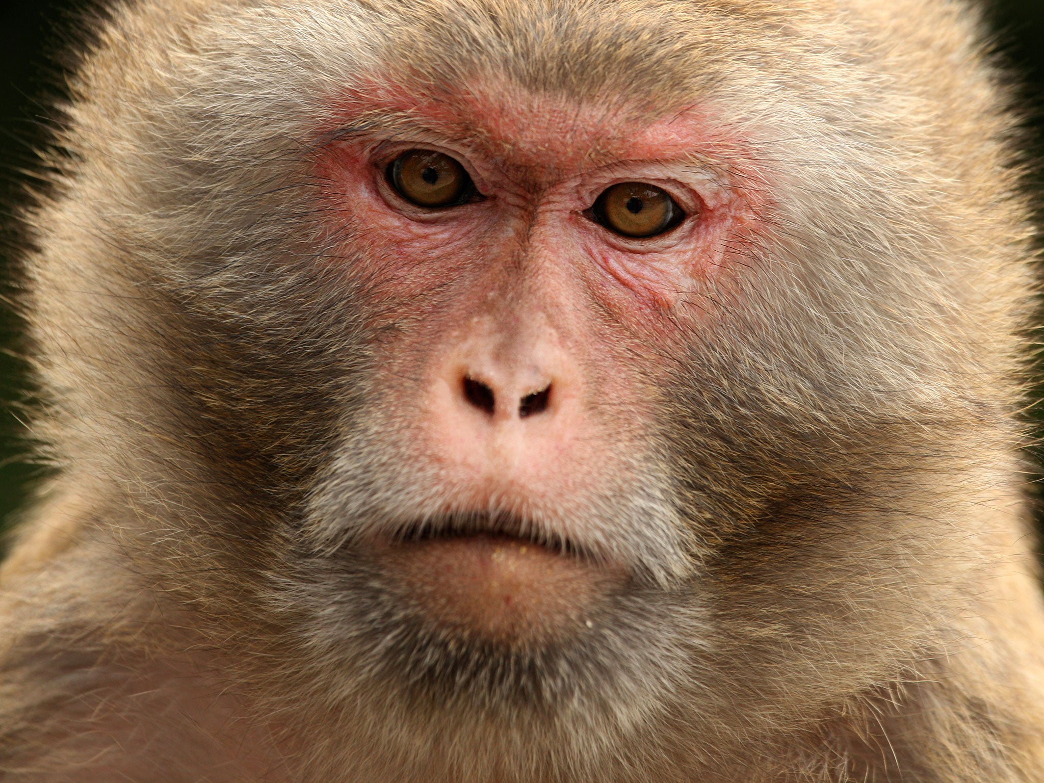 A rhesus macaque monkey look on as he drinks from a bottle in Hong Kong on April 30, 2011. Wildlife experts say monkeys come into conflict with humans when their natural habitat in forests is destroyed