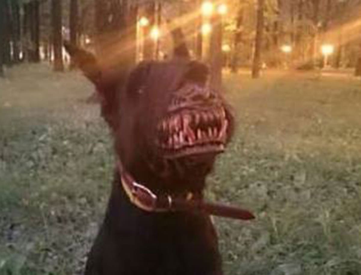 Terrifying Dog Mask That Transforms The Cutest Of Canines Goes Viral After Reddit Post The Independent The Independent