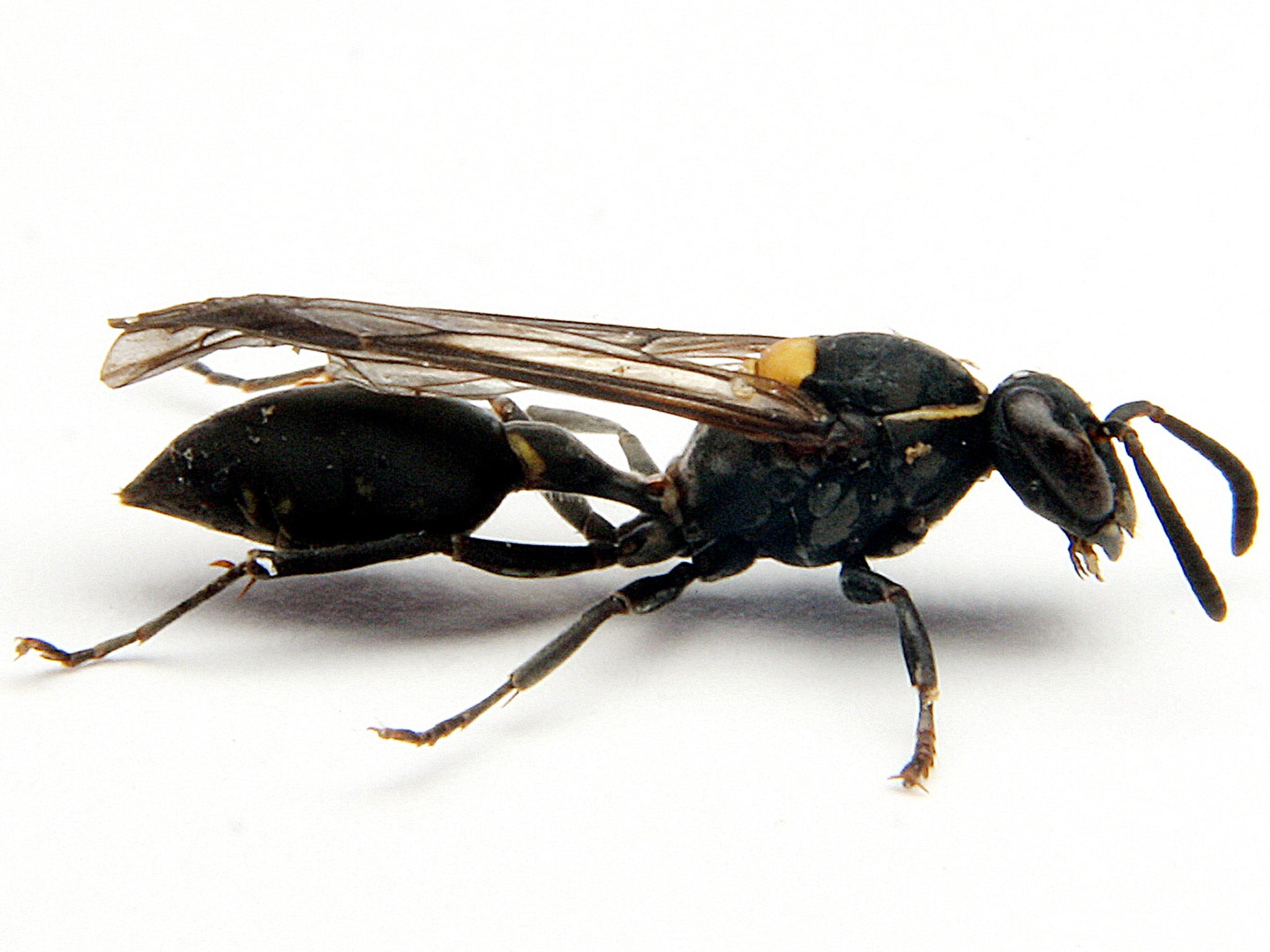 Brazilian social wasp Polybia paulista has cancer-fighting sting venom, research has shown