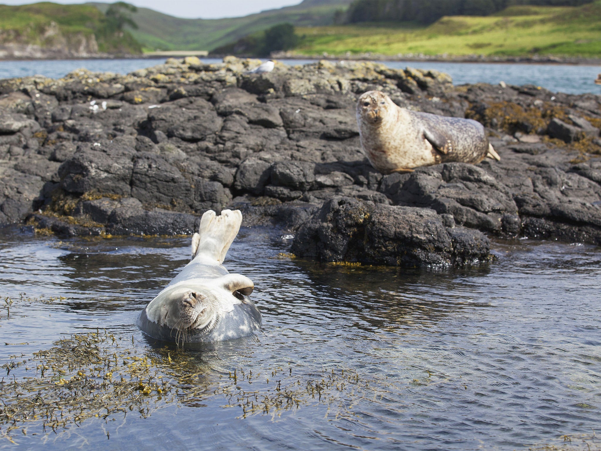 The farm that supplies M&amp;S shot a total of 56 seals 2013-14, more than any other Scottish farm. File photo (Rex)
