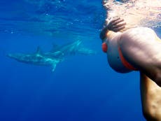 Woman wants to give birth underwater, surrounded by dolphins