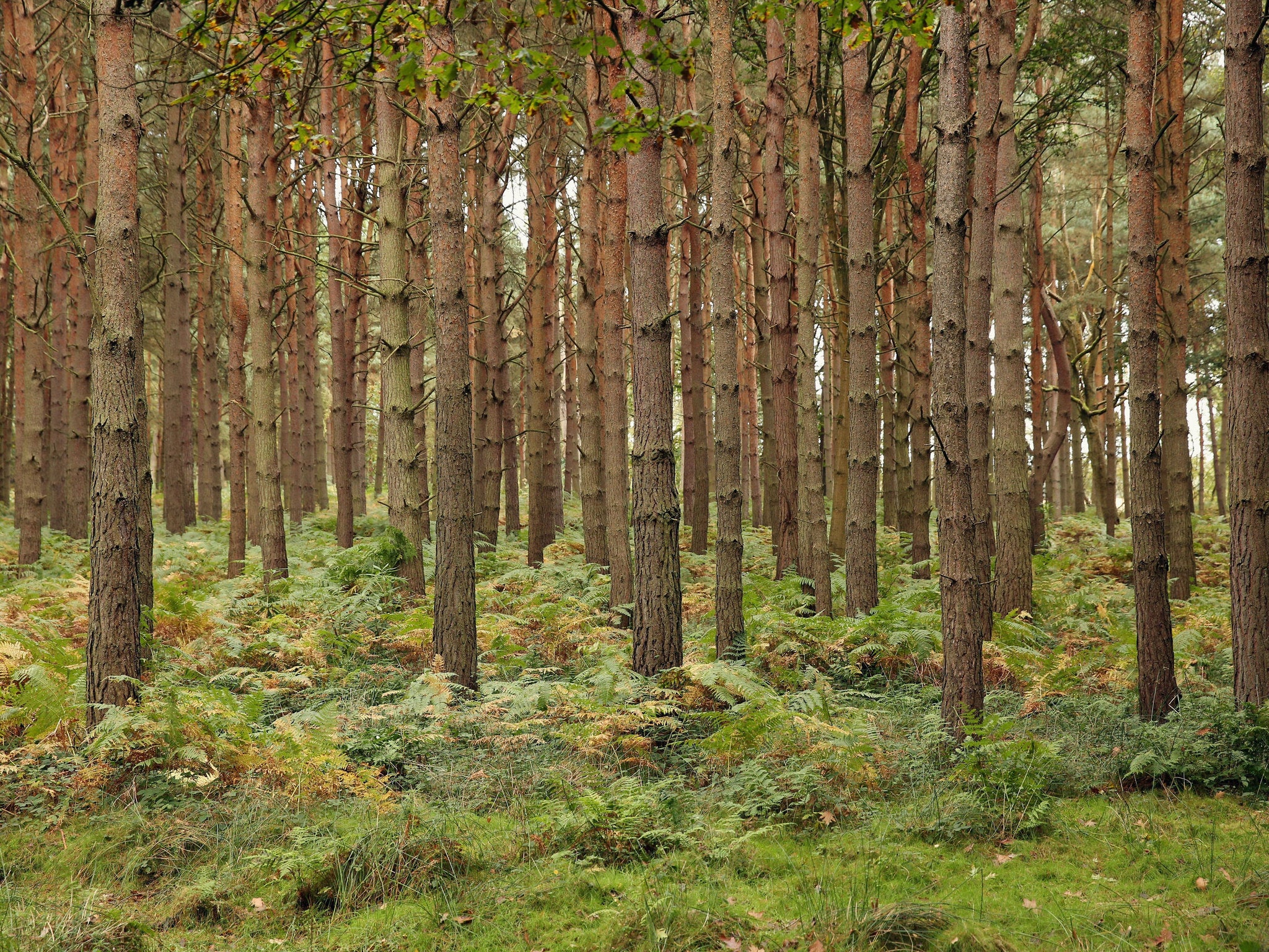 Some of the 3 billion trees in the UK, around 47 for everyone in the country