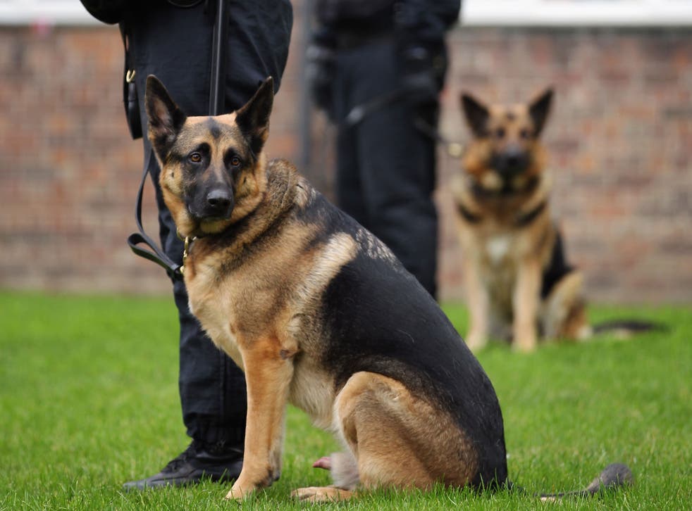 are all police dogs drug dogs