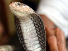 Venomous king cobra on the loose in Florida