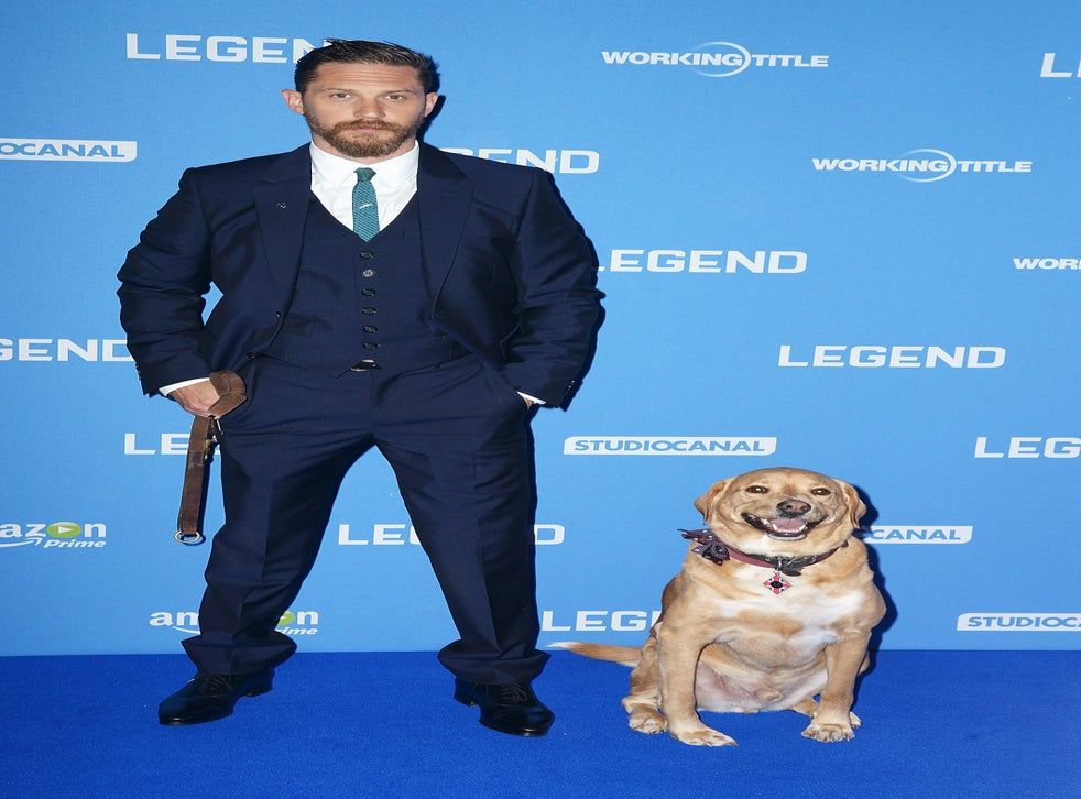 Tom Hardy S Dog Had A Grea Time At The Premiere Of Legend The Independent The Independent