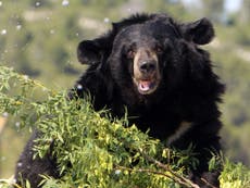 Russian town 'terrorised' by hungry bears due to shortage of food in