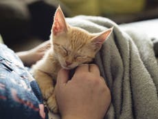 Cats don't care about their owners - study