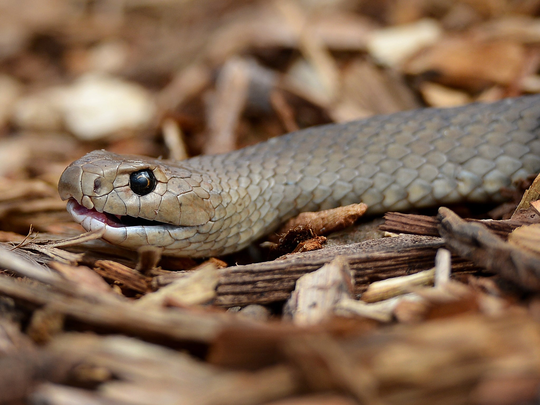 The eastern brown snake (pictured) is said to be even more aggressive than the western brown snake, but both can be deadly