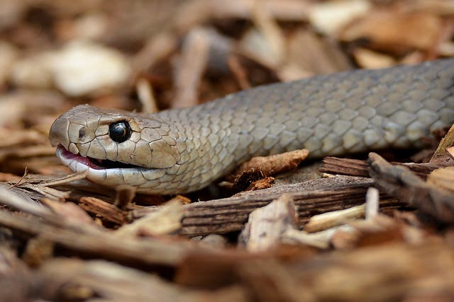 The eastern brown snake (pictured) is said to be even more aggressive than the western brown snake, but both can be deadly