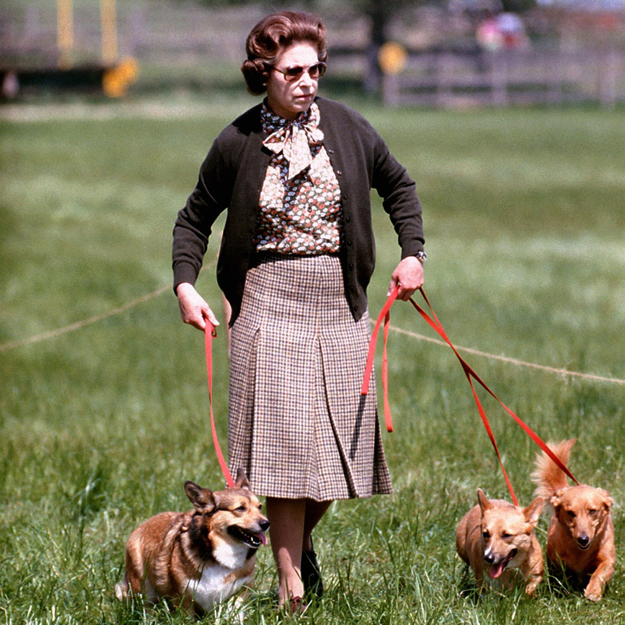 Queen Elizabeth II with some of her corgis walking the Cross Country course during the second day of the Windsor Horse Trials. The monarch is responsible for introducing a new breed of dog known as the ‘dorgi’ when her corgi Tiny was mated with a dachshund sausage dog called Pipkin which belonged to Princess Margaret, 1980