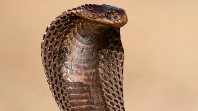 Mother Lets Snake Bite Her One Year Old Baby To Teach A Lesson The Independent The Independent Mother Lets Snake Bite Her One Year Old Baby To Teach A Lesson The Independent The Independent