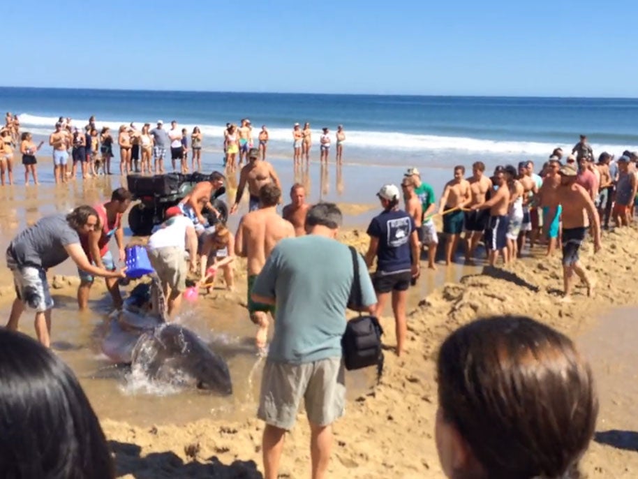 A shark as it is rescued by a crowd of people in Cape Cod