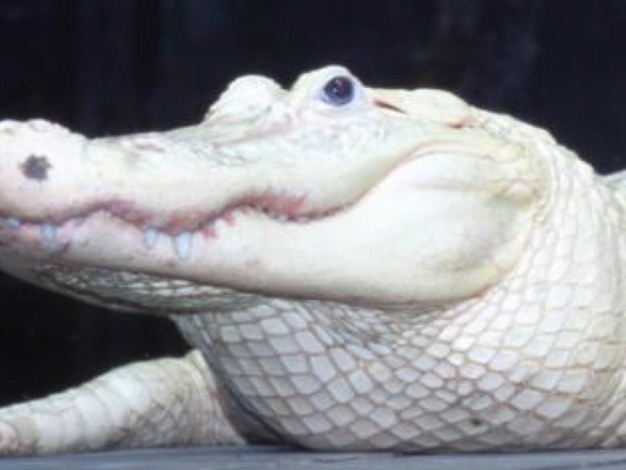 Differences Between Albino and Leucistic Crocodiles and Alligators