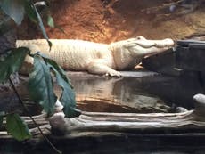 'Spots' the rare white alligator has died in Louisiana aged 28