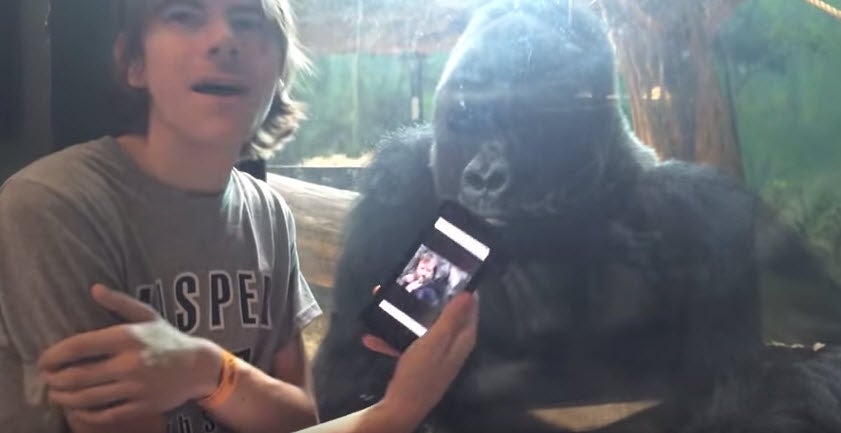 A primate in a Kentucky zoo appears mesmerised by photos on a zoo goer’s phone